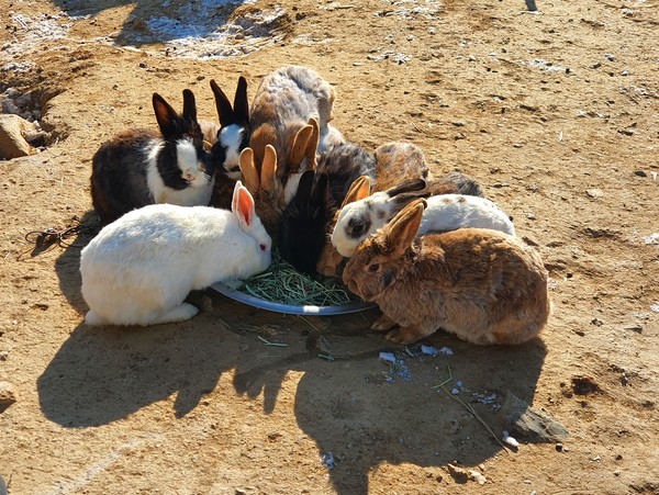 송도센트럴파크 '토끼섬'에서 토끼들이 먹이를 먹고 있다. <사진=토끼보호연대 제공>