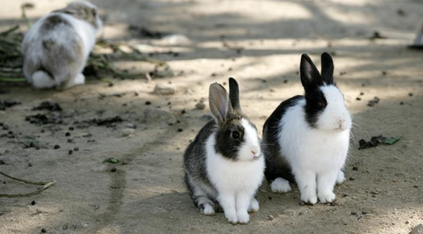 '토끼섬'에 있는 토끼<인천경제청>