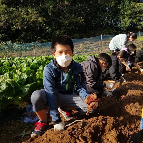 경기도 이천의 장천초등학교 학생들이 직접 키운 고구마를 수확하고 있다. <사진자료= 장천초등학교>
