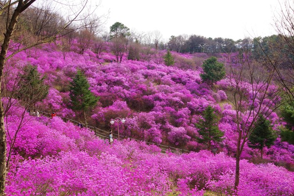 4월1일 '진달레꽃 축제'가 열리는 부천시 원미산의 진달래 꽃밭 (사진=부천시)