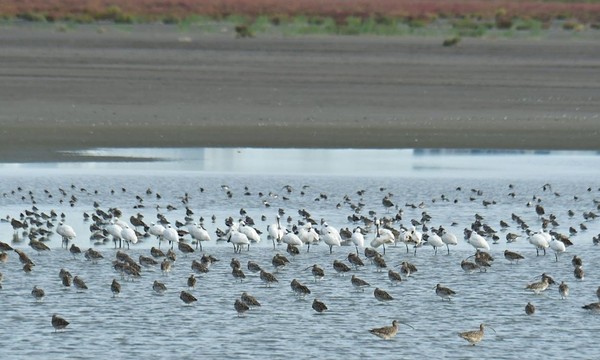 지난 9월 인천 영종도 제2준설토 투기장에서 관찰된 조류 [사진 = 인천녹색연합] 