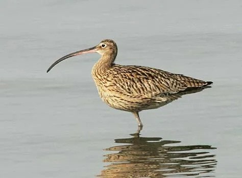 알락꼬리마도요 [자료사진 = 나무위키]